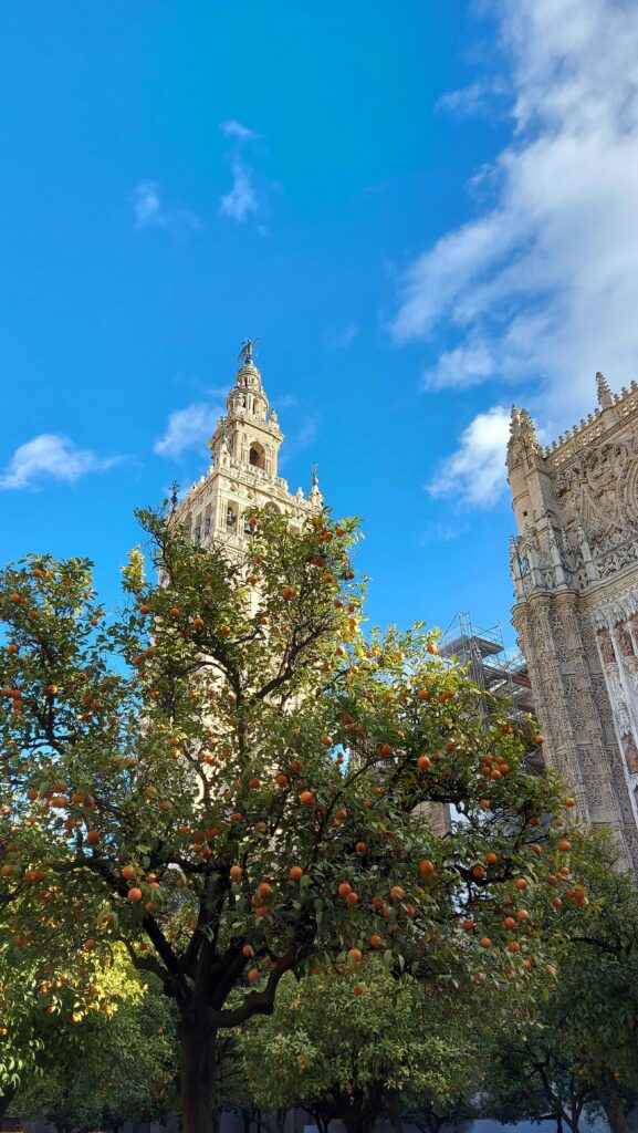 Widok na Giraldę, wieżę katedry w Sewilli